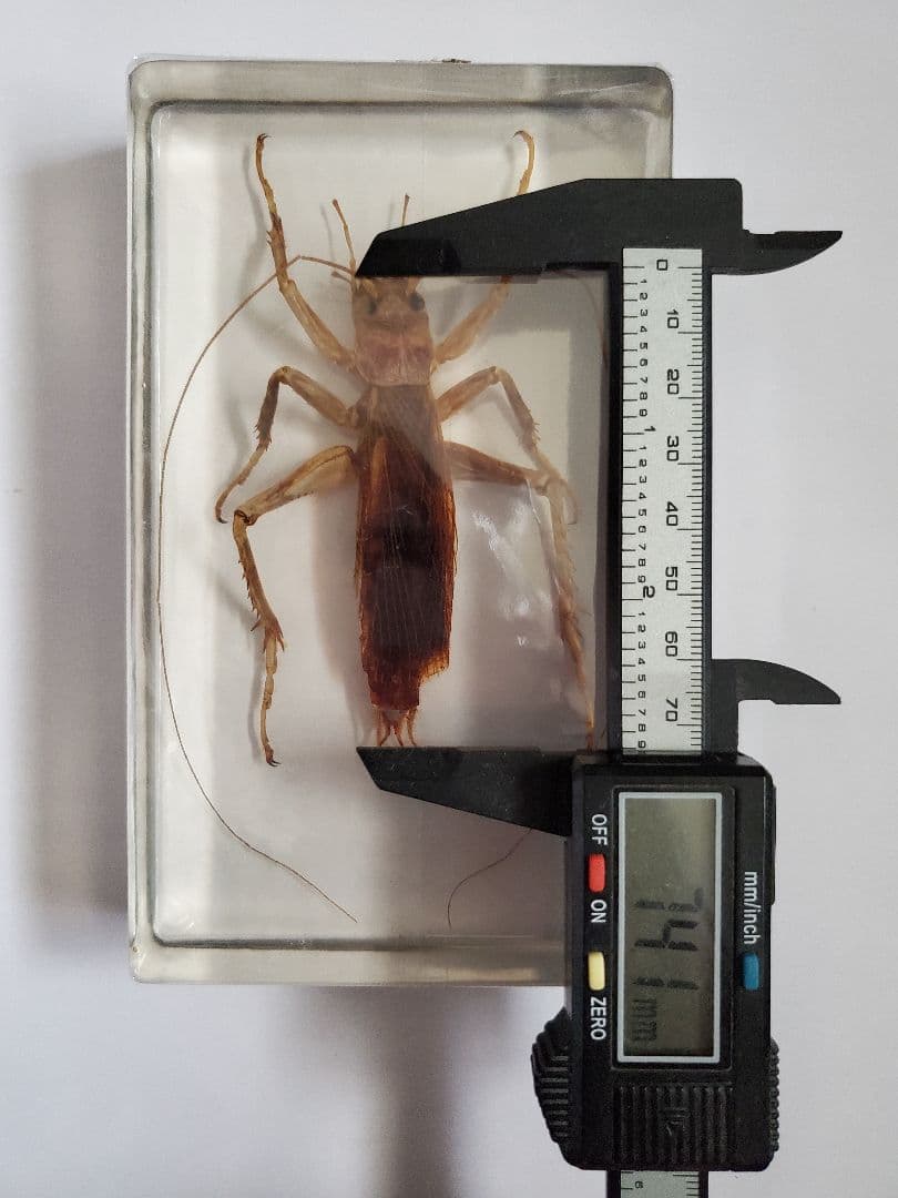 オバケコロギス オバケコオロギ 樹脂標本 - メルカリ