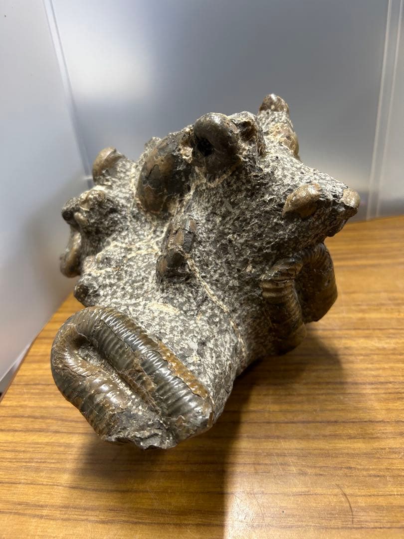 希少】異常巻き アンモナイト 化石 ヘテロマーファ スカフィテス属 4730g