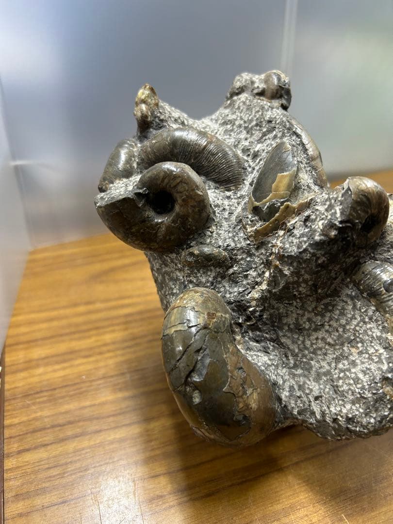 希少】異常巻き アンモナイト 化石 ヘテロマーファ スカフィテス属 4730g