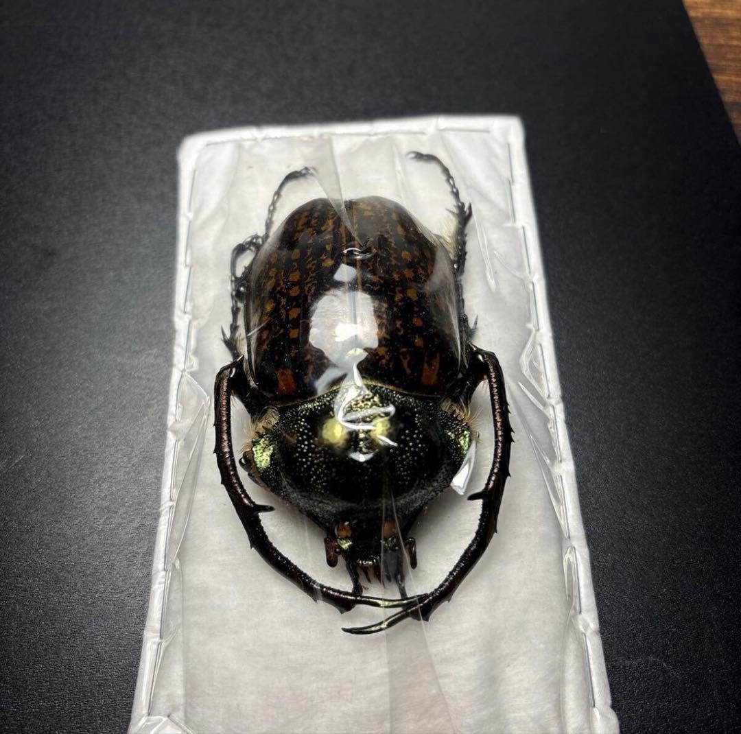 標本68.5mm ゲストロイテナガコガネ Cheirotonus gestroi - メルカリ