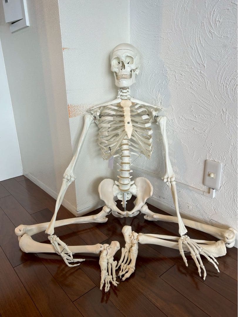 3B “スタン” 標準型骨格モデル A10 美品