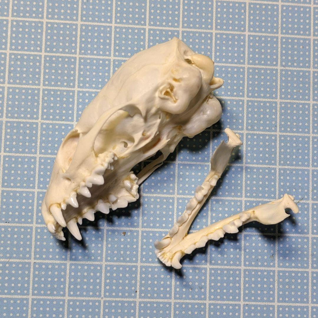 頭骨標本 ジャワマングース ペア 頭骨標本 ジャワマングース ペア 即納