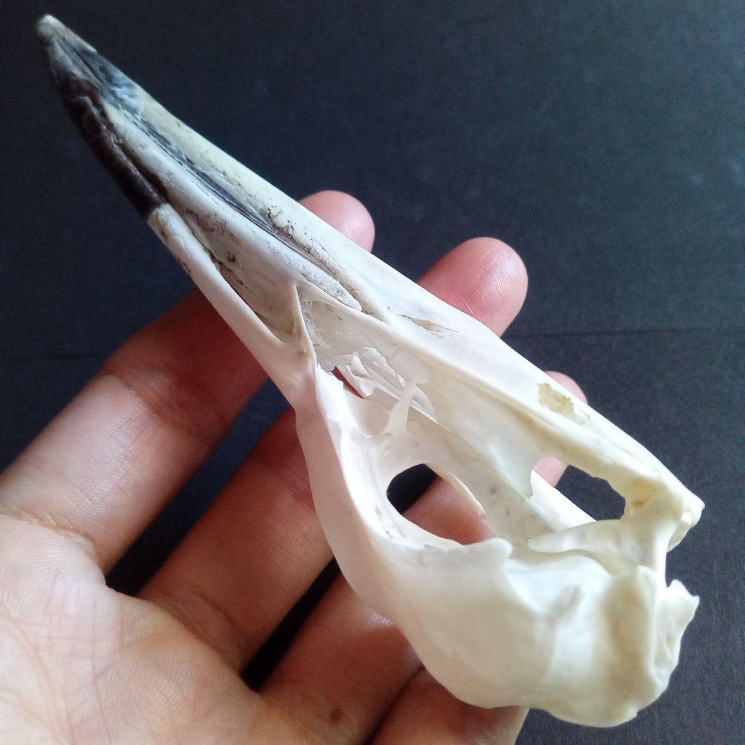 アオサギ 鷺 頭部 頭骨 スカル 極美麗標本