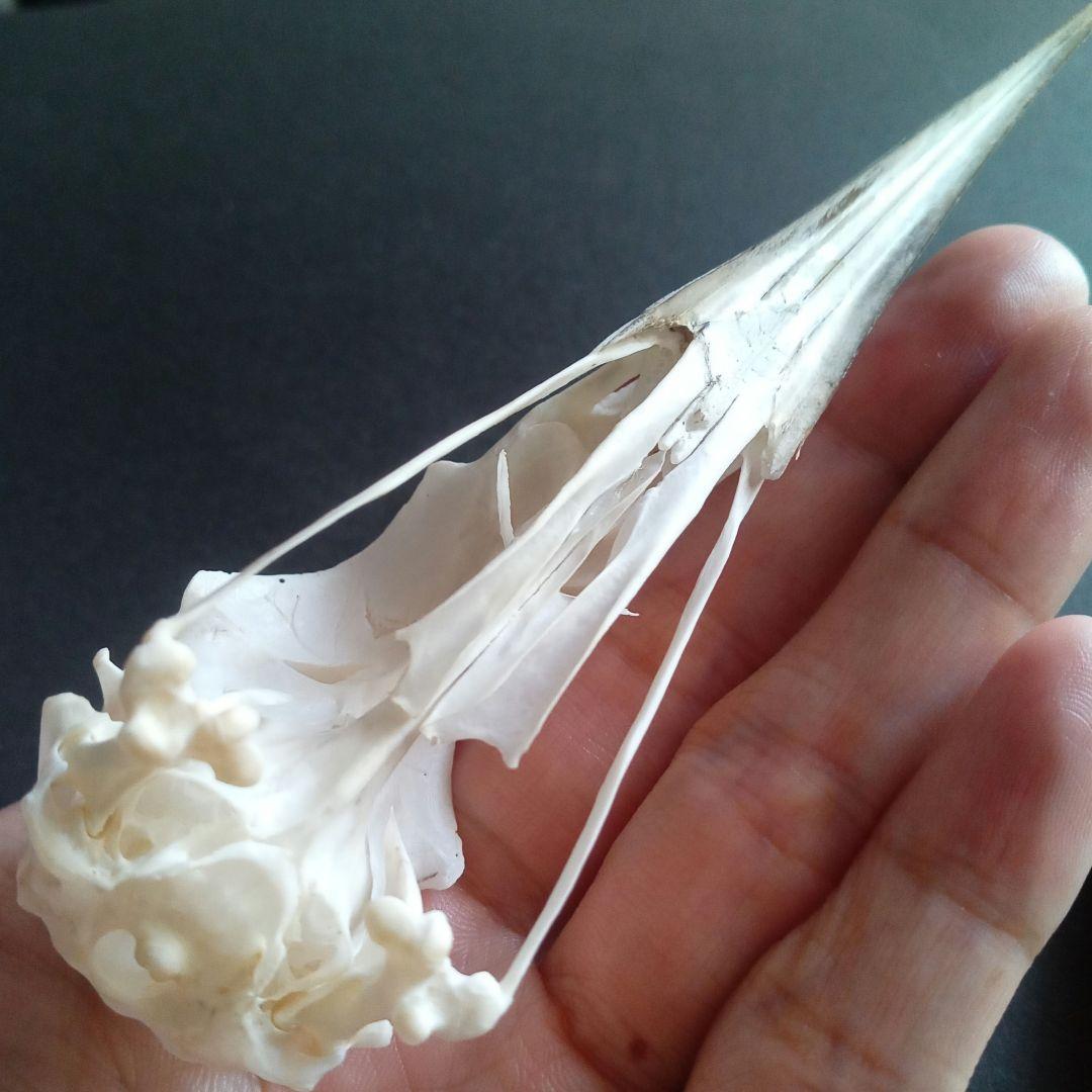 アオサギ 鷺 頭部 頭骨 スカル 極美麗標本