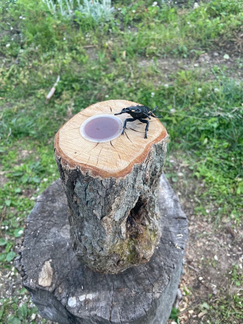 楢 クワリウム クワガタ 隠れ家 シェルター 樹洞 登り木 カブトムシ