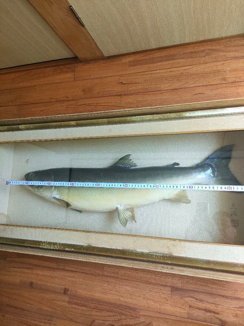 「超貴重品」大型のイトウの剥製　※取りに来られたら半額にします。