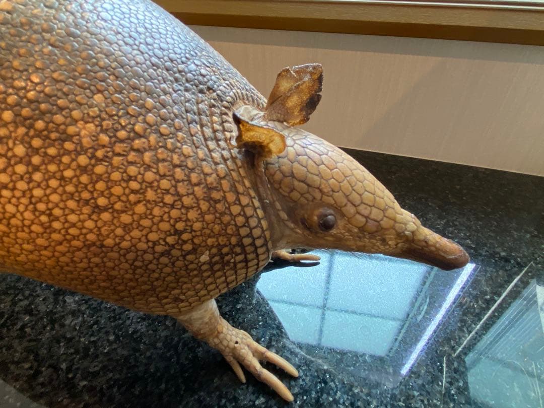 アルマジロ剥製 置物 インテリア 置き物 哺乳類 被甲目 標本 オブジェ