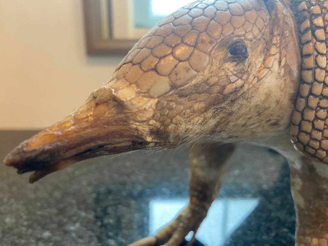 アルマジロ剥製 置物 インテリア 置き物 哺乳類 被甲目 標本 オブジェ