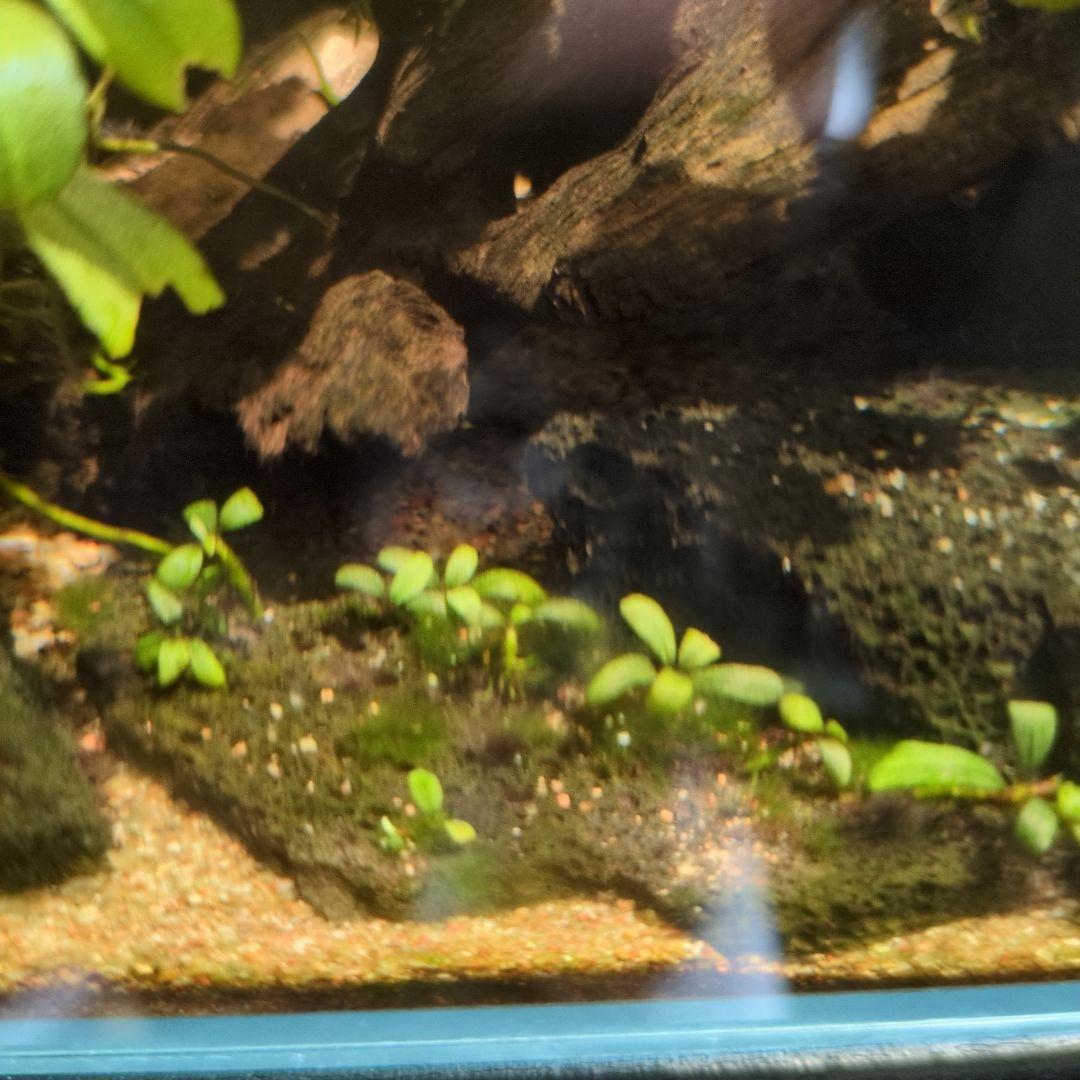 ブセファランドラ 写真のものすべて 水中葉 引退出品