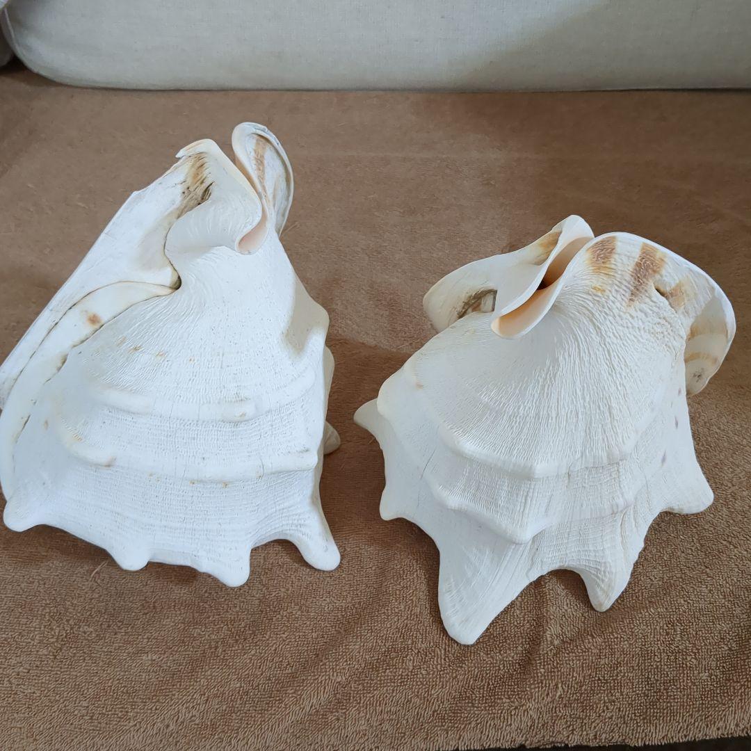 白色貝殻 2個セット 白色貝殻 2個セット 【公式通販】