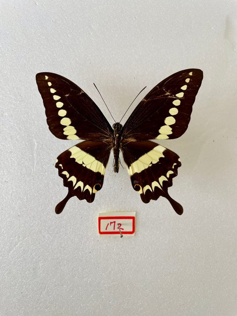 外国産蝶標本】テンシャンウスバ♀1♂3/キルギス産.カザフスタン産