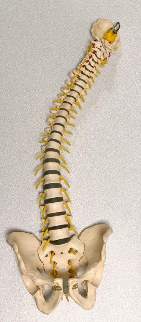 人体脊椎模型 可動式 約85cmカイロプラクティック 全健会 コタロウ