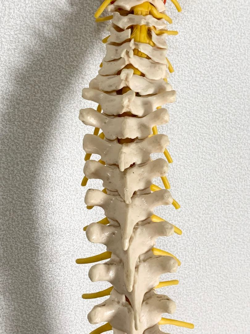 人体脊椎模型 可動式 約85cmカイロプラクティック 全健会 コタロウ