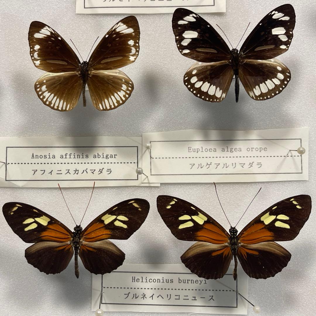 23匹の蝶標本箱入り