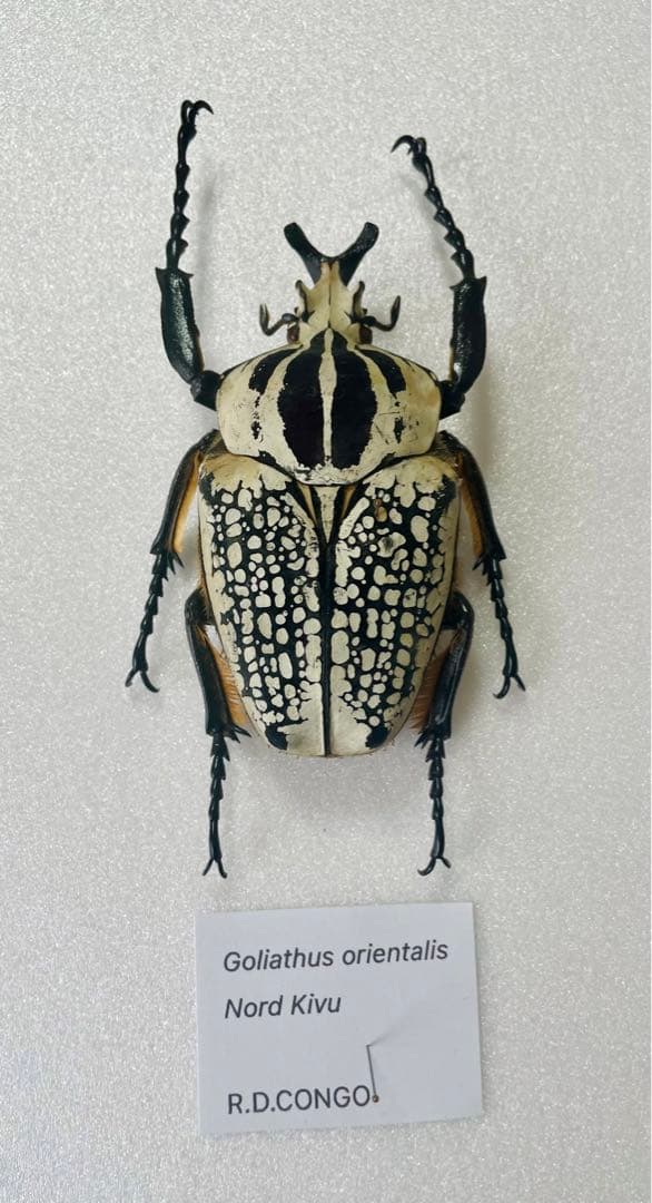 ゴライアス・ゴライアス（1オス、コンゴ産）