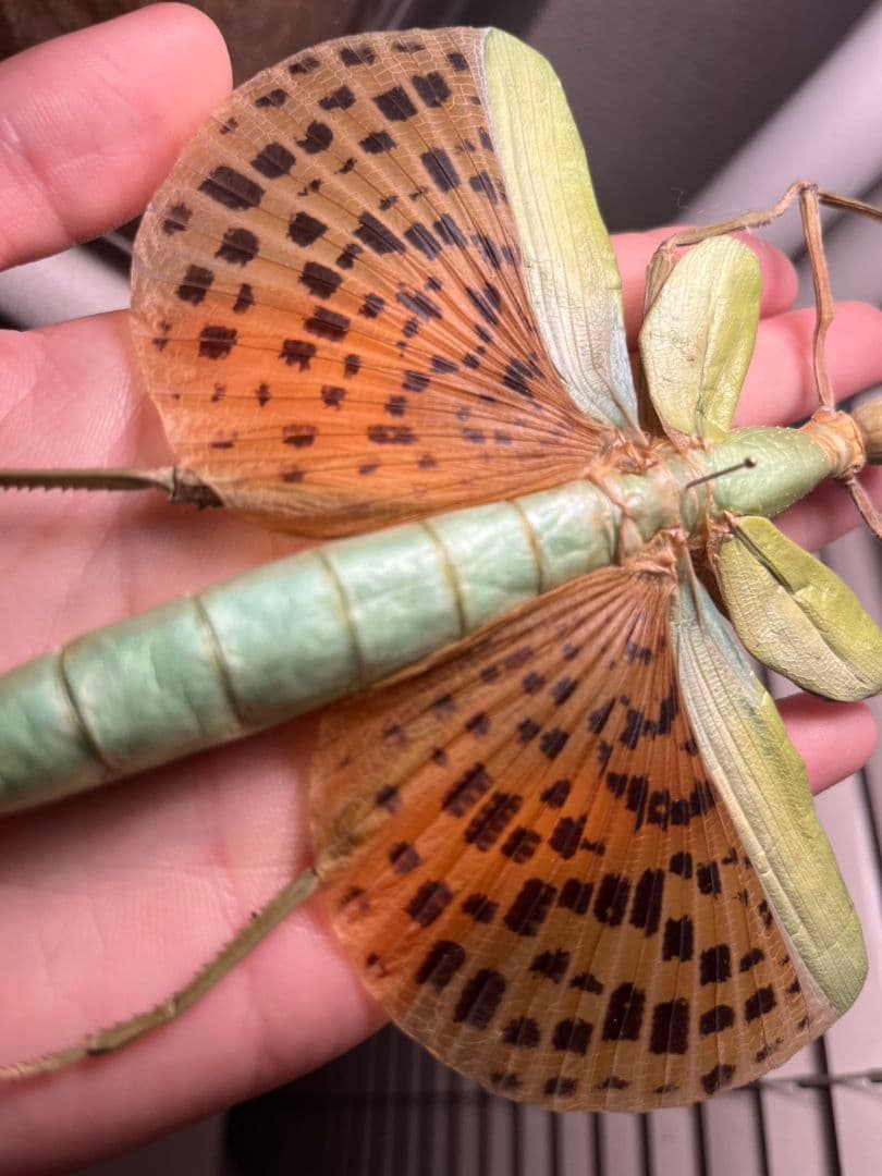 極美展足】Diabroctis mirabilisダイコクコガネ 24mm♀