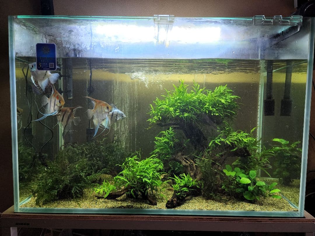 ミクロソリウムsp.サラワクカピットウエスト - メルカリ