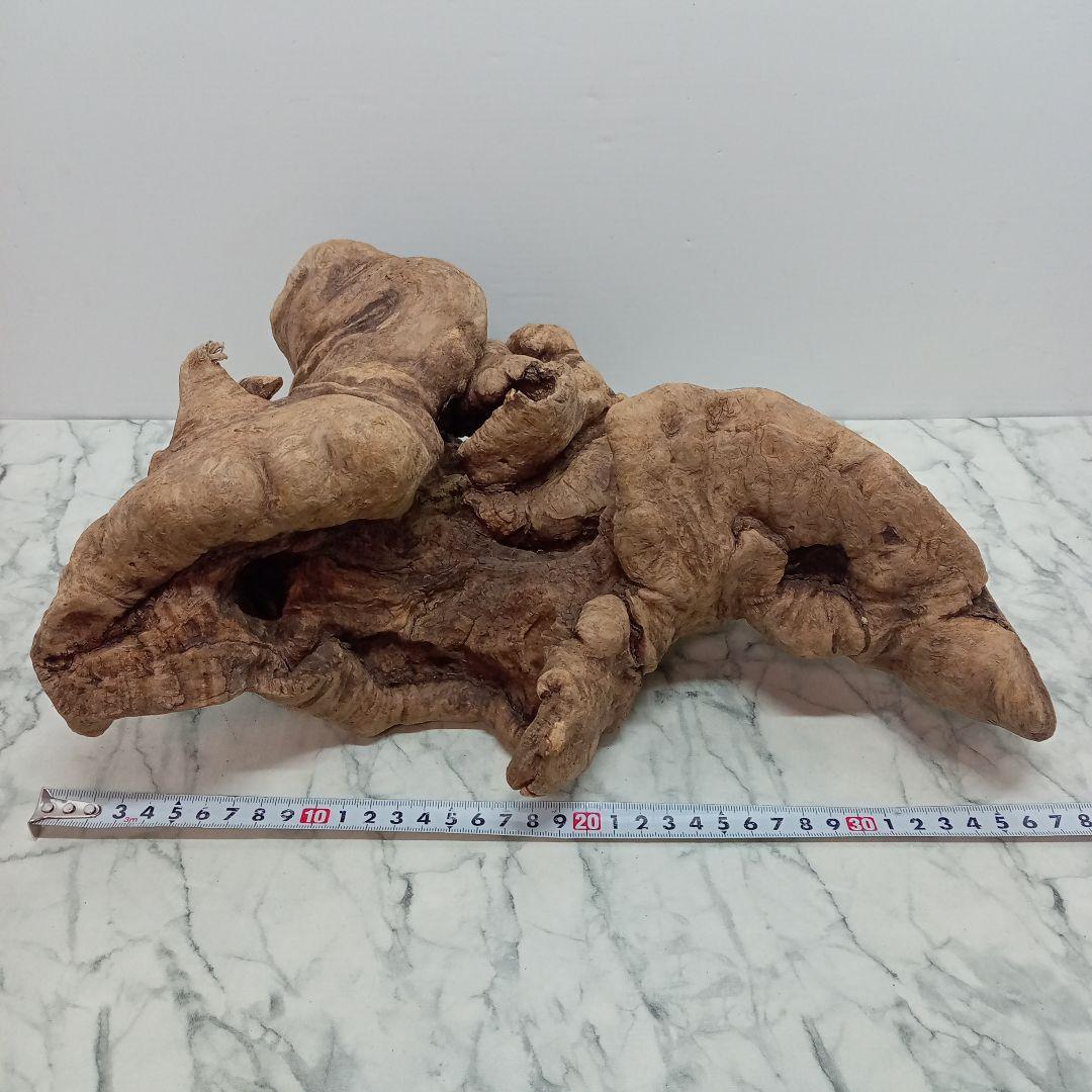 アク抜き済み流木【328】最終価格