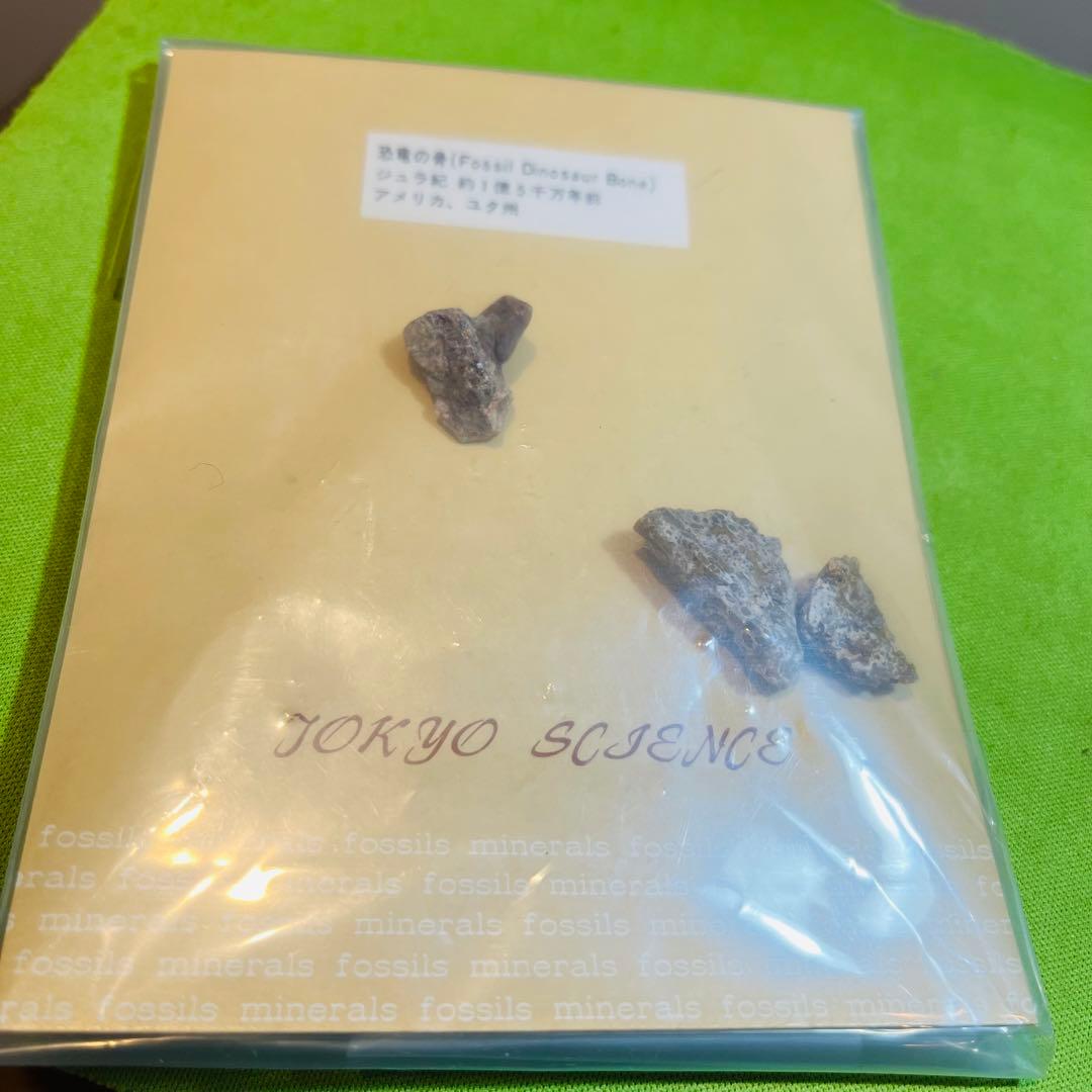 化石 まとめ売り 三葉虫 貝 シダ ウニ アンモナイト