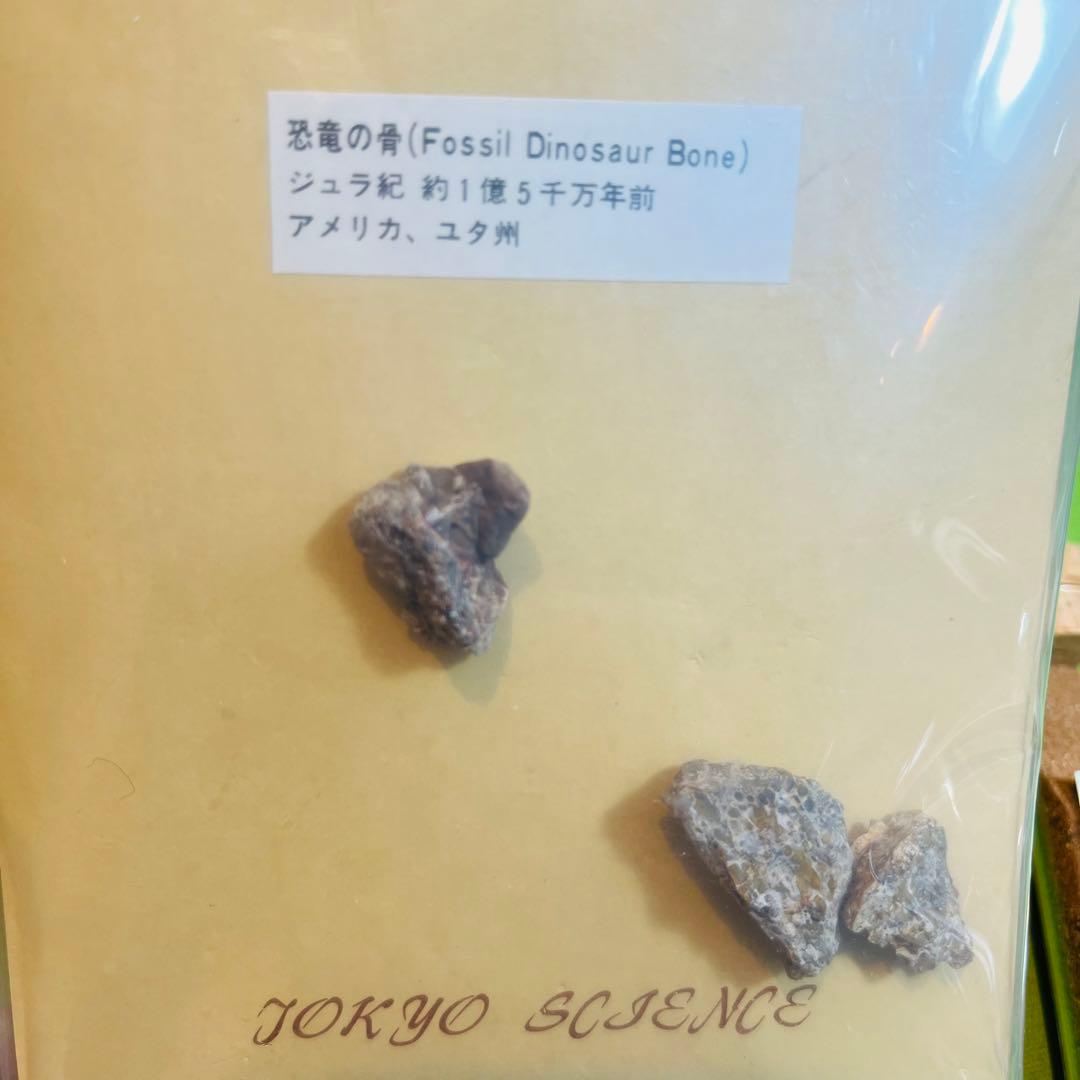 化石 まとめ売り 三葉虫 貝 シダ ウニ アンモナイト - メルカリ