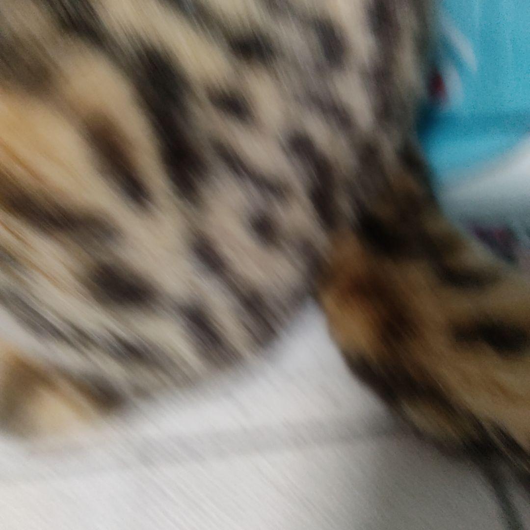 鳥羽水族館　ぬいぐるみ　スナドリネコ　ぬいぐるみ　漁り猫