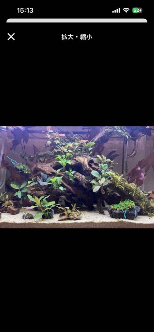 ブセファランドラspシャインブルー群生