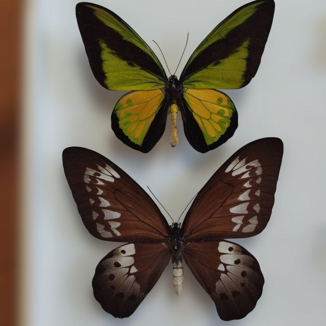 サソリ 標本 木製フレーム