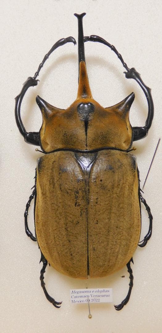 ソロモン産特大シロスジカミキリ68mm