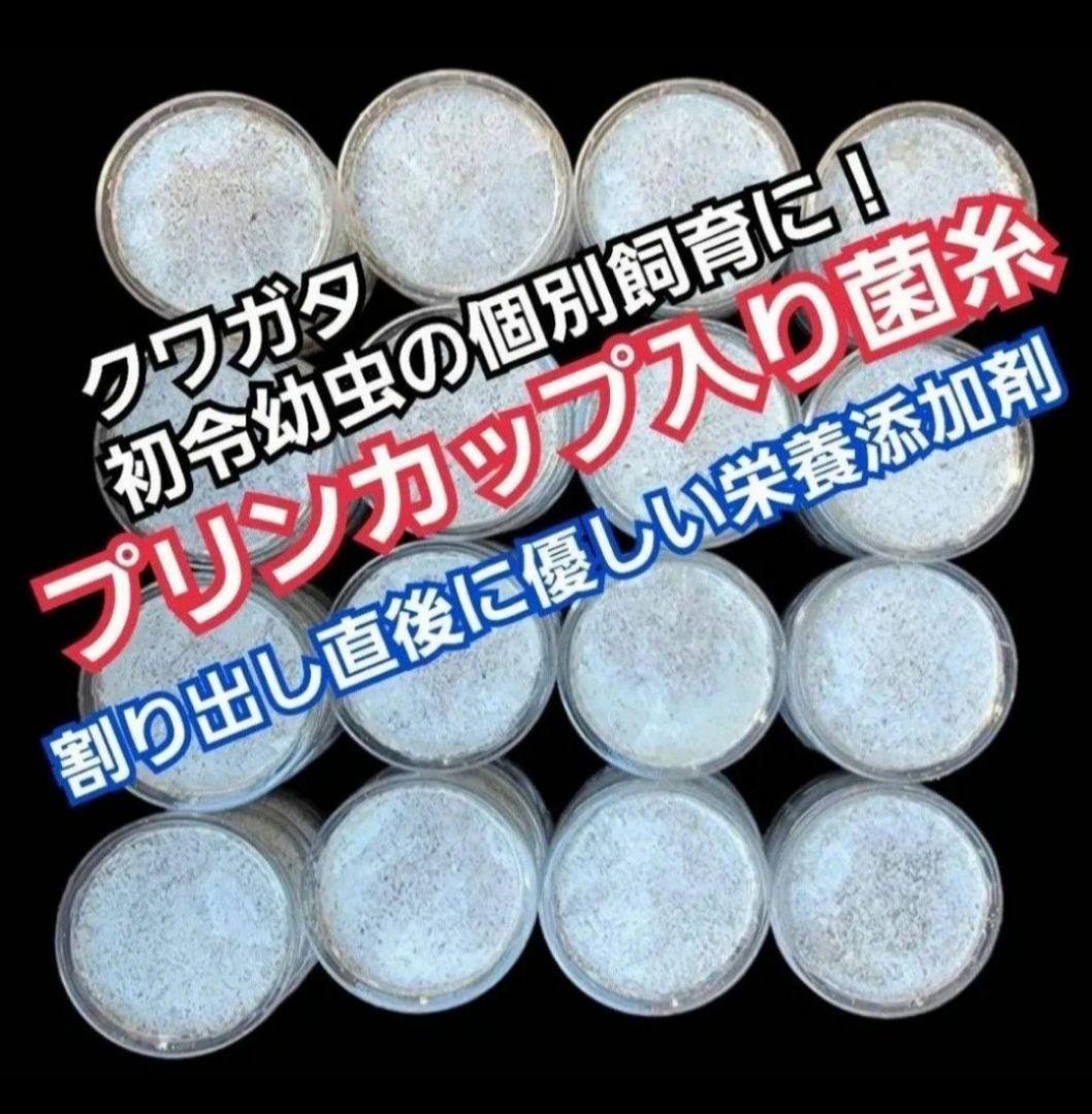 ヒマラヤひらたけ菌糸カップ【50個セット】初令、2令幼虫専用栄養添