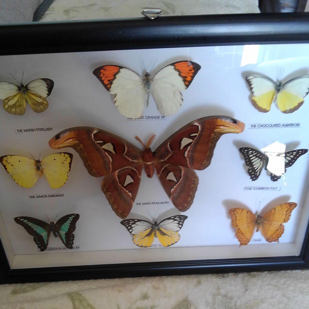 蝶々の剥製、標本