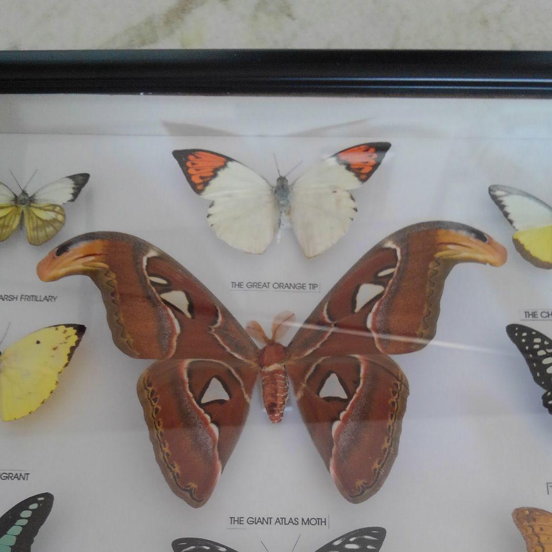 蝶々の剥製、標本