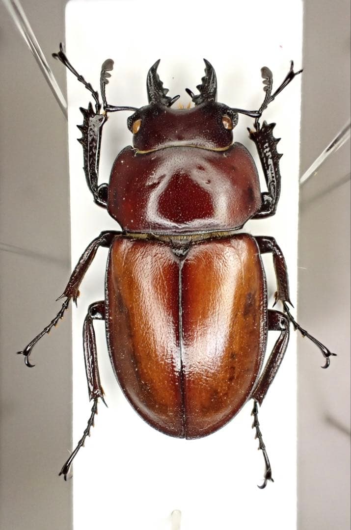 西表島 規制前採集品 チャイロマルバネクワガタ 西表島 規制前採集品 チャイロマルバネクワガタ