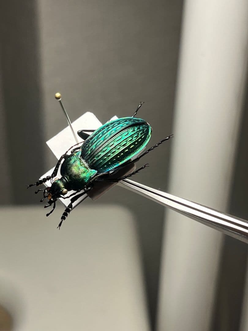 29mm】コブスジキンイロオサムシ エリスカブリモドキ オサムシ標本