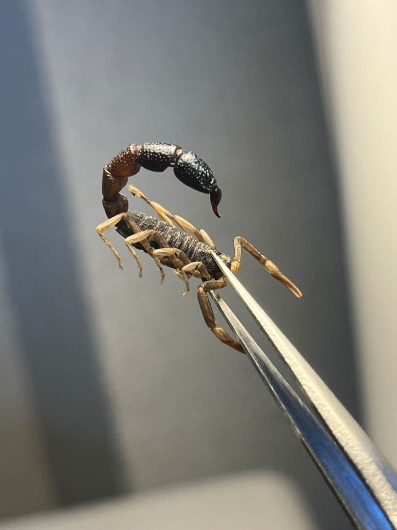 噂ノ蠍】ピラーテイルスコーピオン サソリ キョクトウサソリ 標本