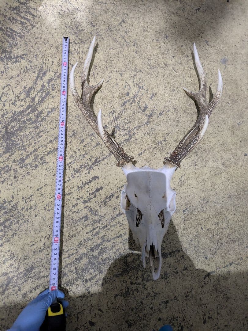 九州鹿　スカルトロフィー