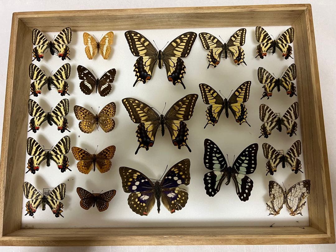 帝王蝶標本ガラス木箱現状品のみ50x41x6cm