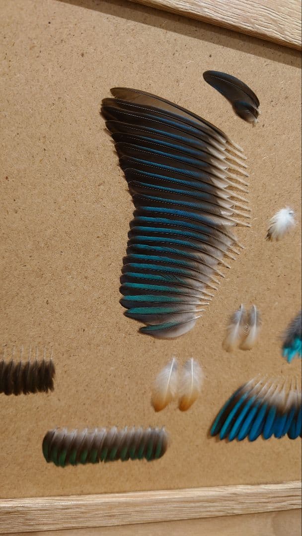 カワセミの羽標本
