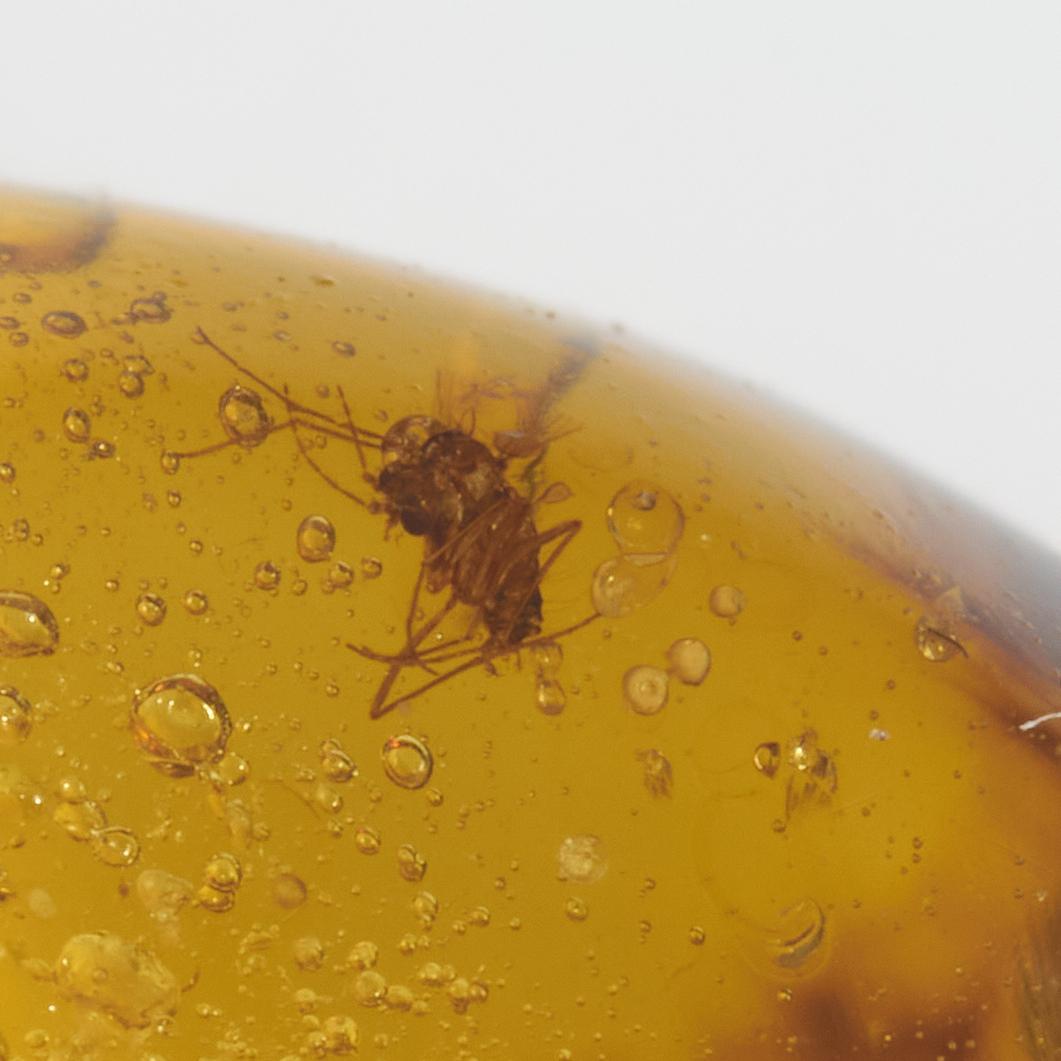 ZB035虫入り琥珀化石 ミャンマー カムティかタナイ産 9900万年前