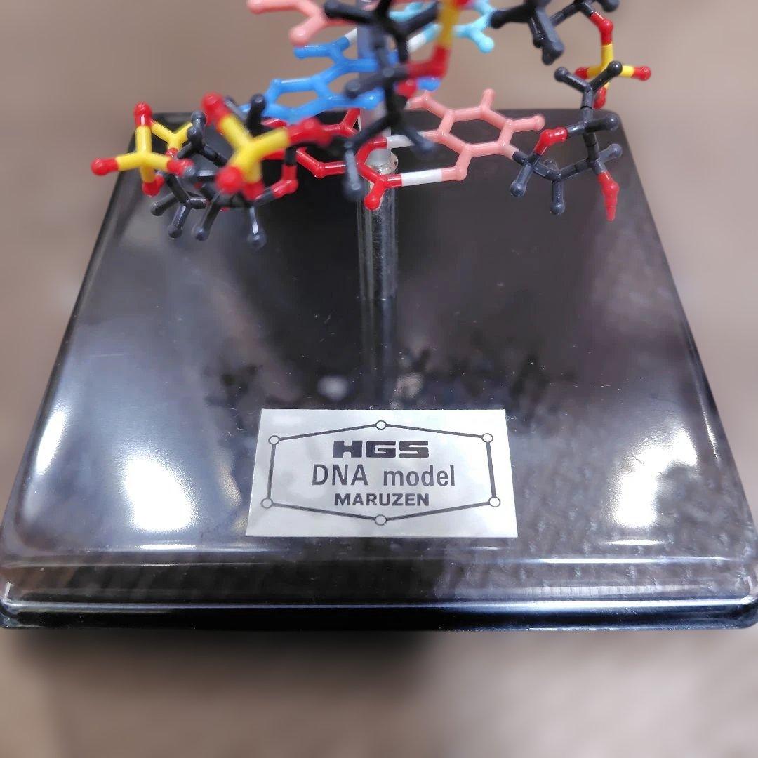 HGS DNA model MARUZEN 二重螺旋モデル 丸善 - メルカリ