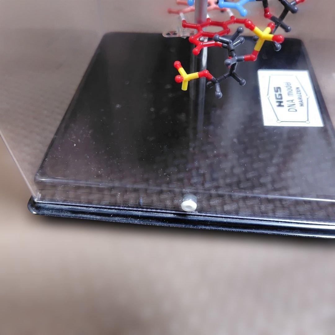 HGS DNA model MARUZEN 二重螺旋モデル 丸善 - メルカリ