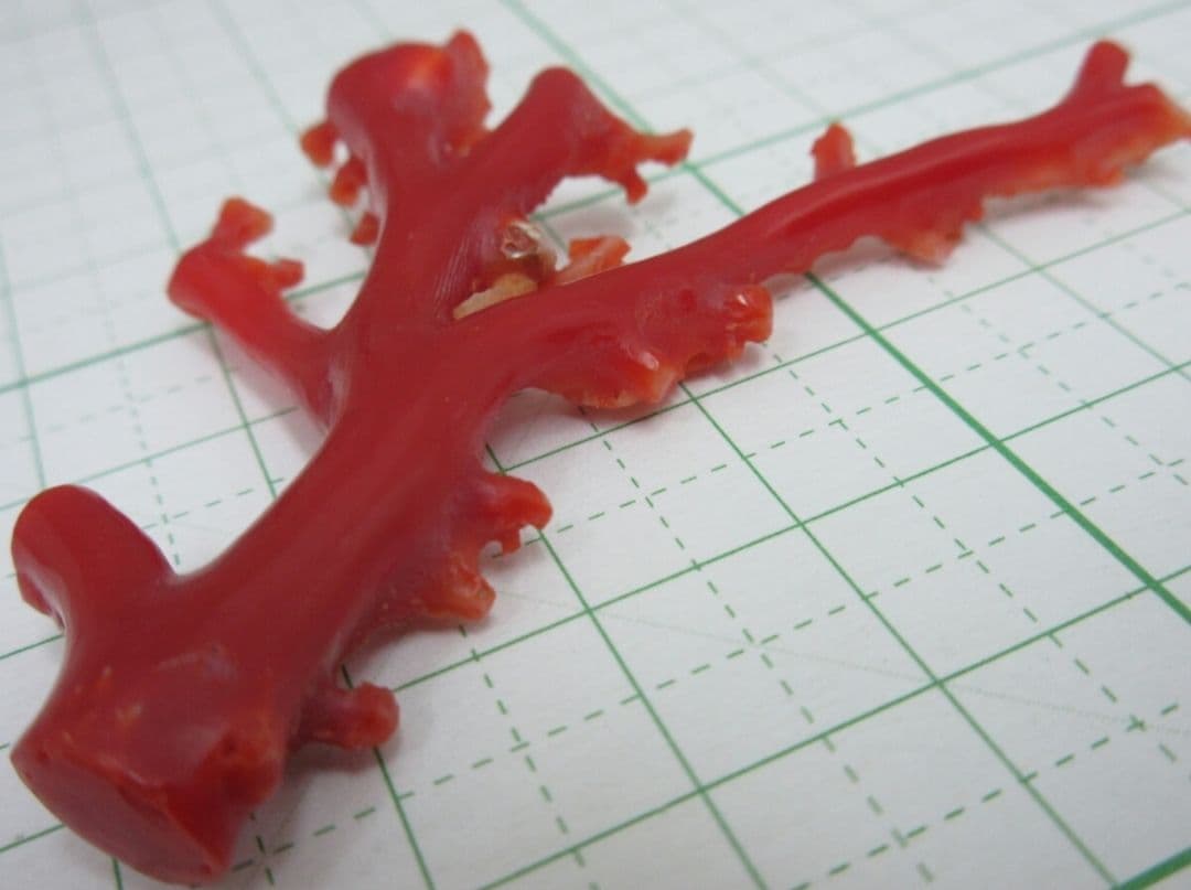 ショップ 血赤珊瑚 サンゴ 7.4g 枝 ルース 本珊瑚 a961a 血赤珊瑚