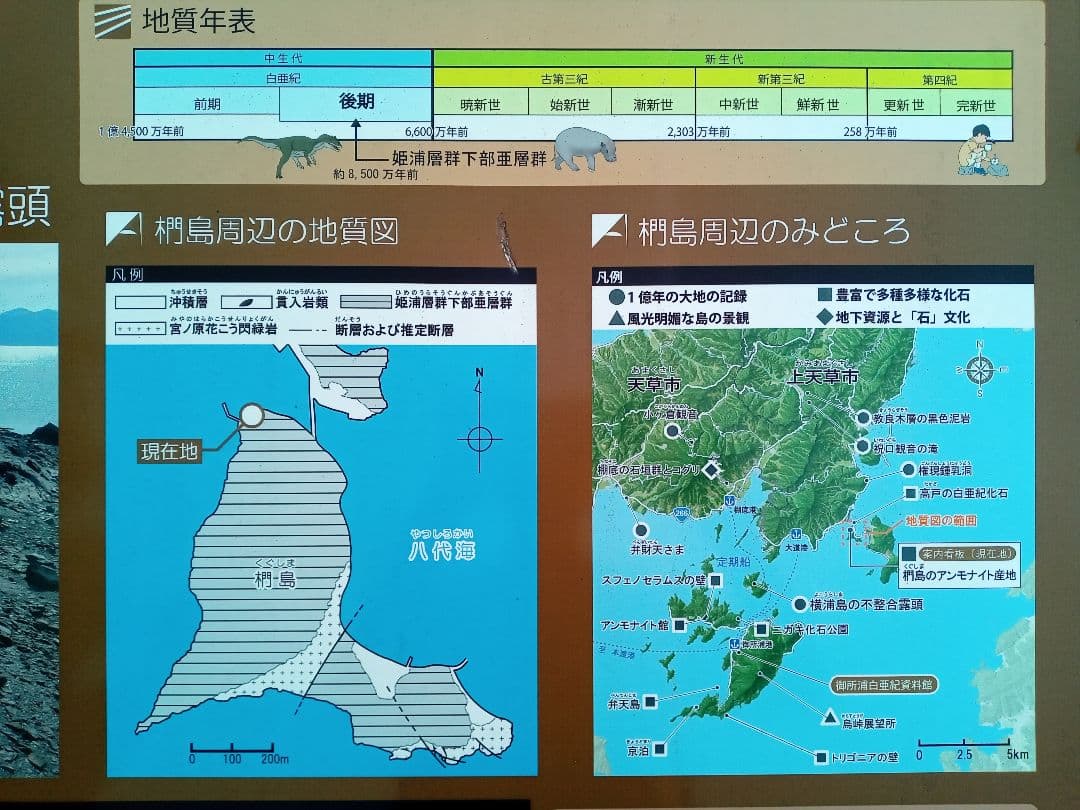 九州産 アンモナイト プロテキサナイテス 超特大 希少 博物館展示級