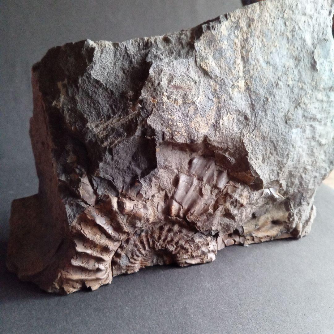 九州産 アンモナイト プロテキサナイテス 超特大 希少 博物館展示級