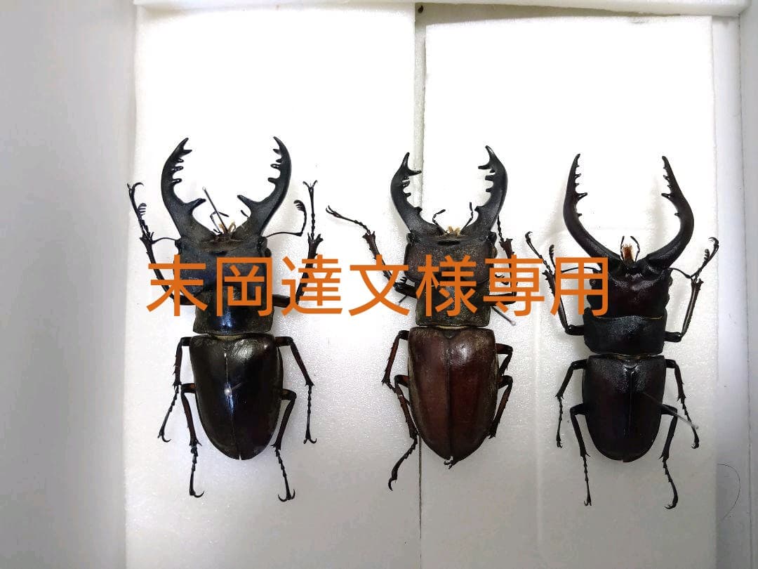 大型ミヤマ・大型エゾミヤマ・大型ノコギリ標本3点セット