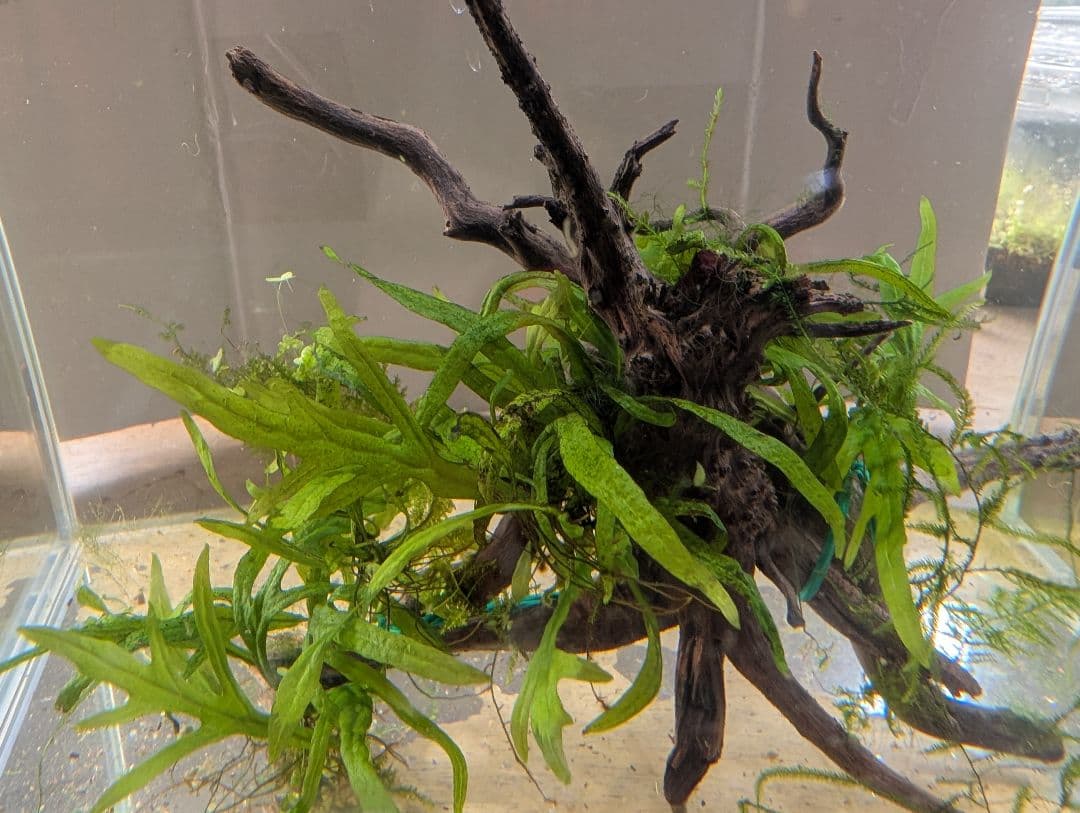 ヤザワエーきちADAミクロソリウムトライデントリーフ（葉数60）活着枝