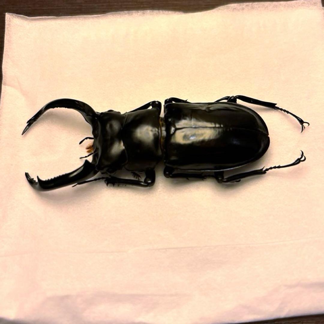 ウエストウッディオオシカクワガタ ペア標本 - メルカリ