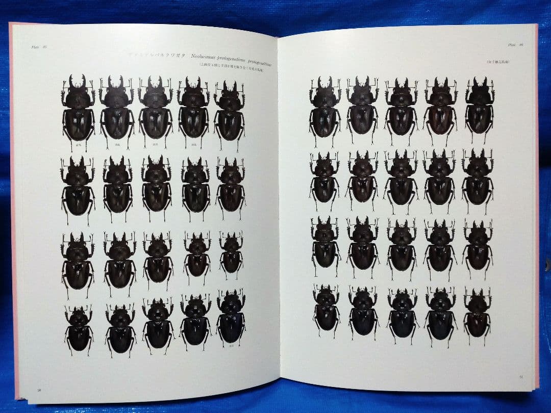日本産クワガタムシ大図鑑 吉田賢治著 虫研 - メルカリ