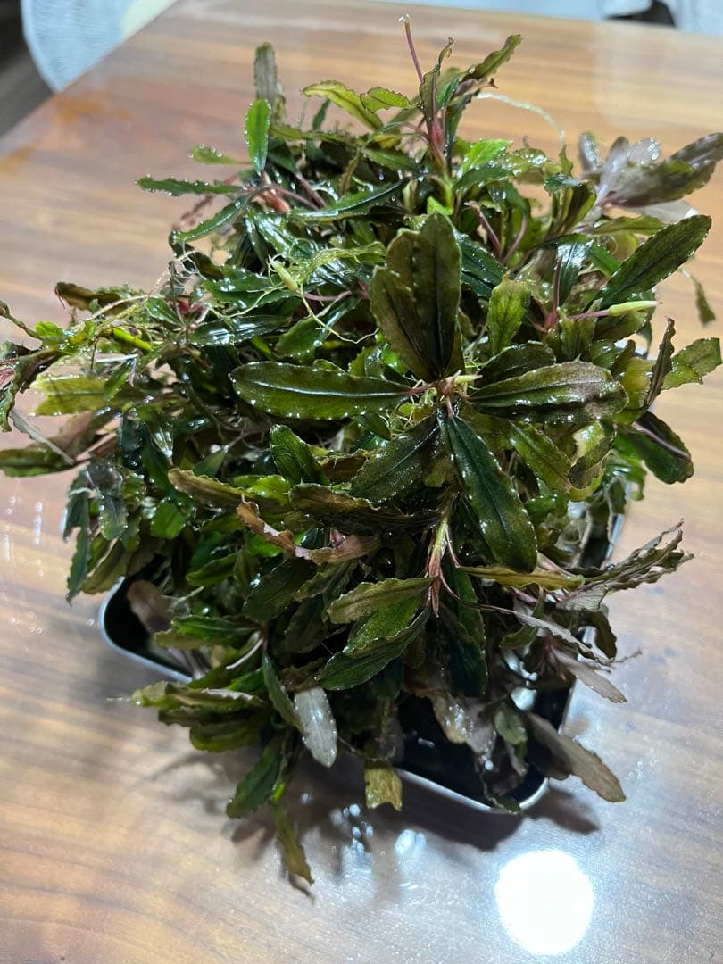 ブセファランドラsp.クダガン 特大10株 ブセファランドラ クダガン 10株