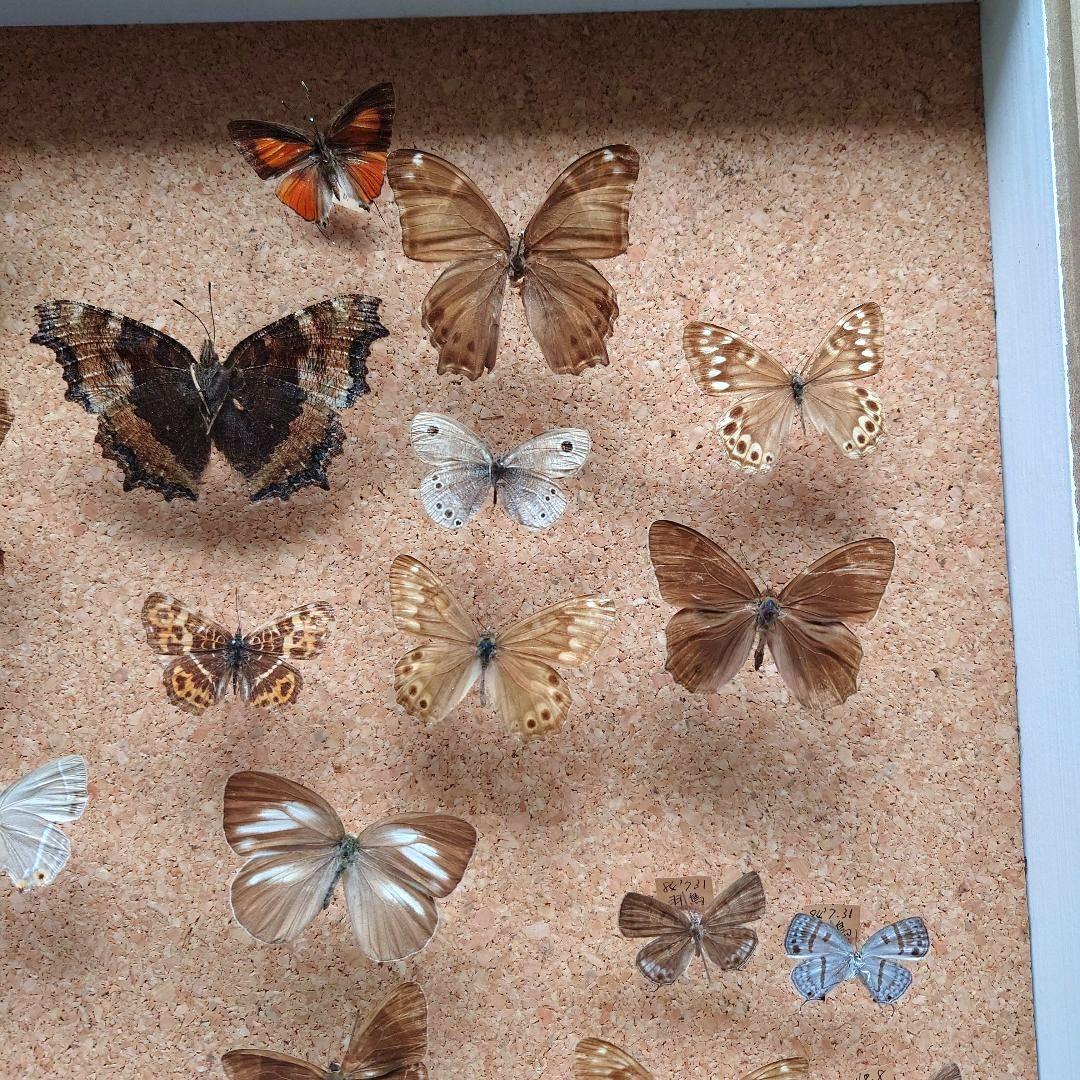 中型ドイツ箱 2個 展翅テープ・殺虫瓶・三角紙 追加あり(6/16) 昆虫