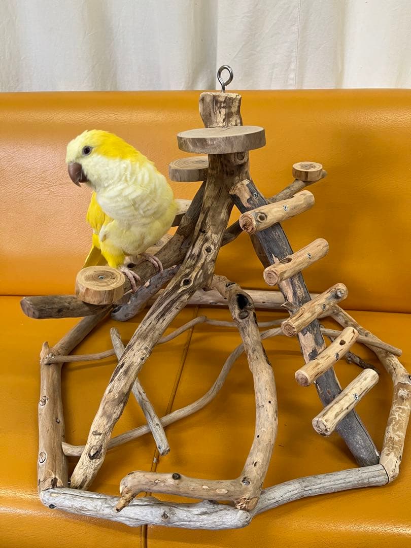 鳥インコ止まり木 流木バードアスレチックタワー型 大サイズバードジム